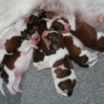 1 week old