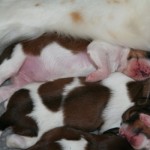 1 week old