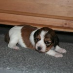 3 weeks old