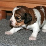 3 weeks old
