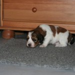 3 weeks old