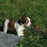 4 weeks old