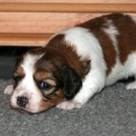 3 weeks old