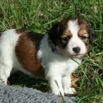 4 weeks old