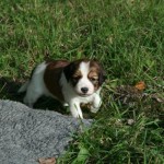 4 weeks old