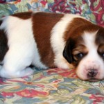 2 weeks old