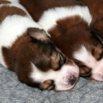 2 weeks old