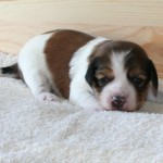 2 weeks old