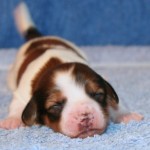 1 week old