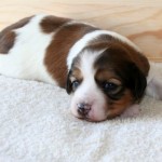 2 weeks old