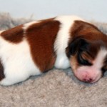 1 week old