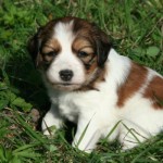 4 weeks old